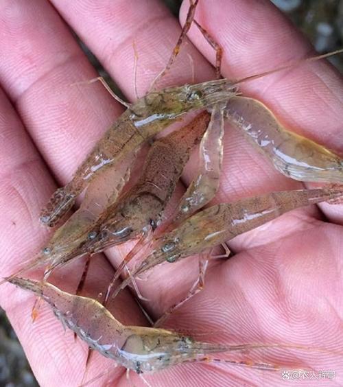 野生河虾怎么养？视频技术有哪些要点？-图1