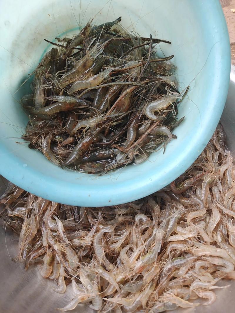 野生河虾怎么养？视频技术有哪些要点？-图2