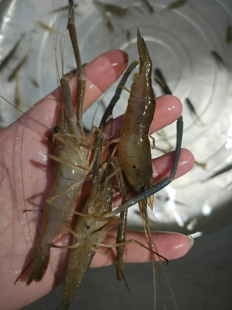 野生河虾怎么养？视频技术有哪些要点？-图3