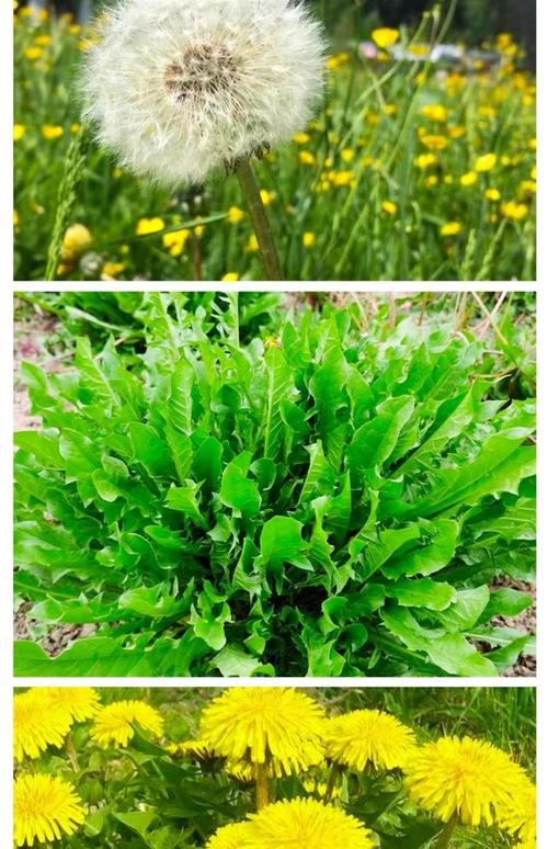 中国蒲公英品种到底有多少种？-图1