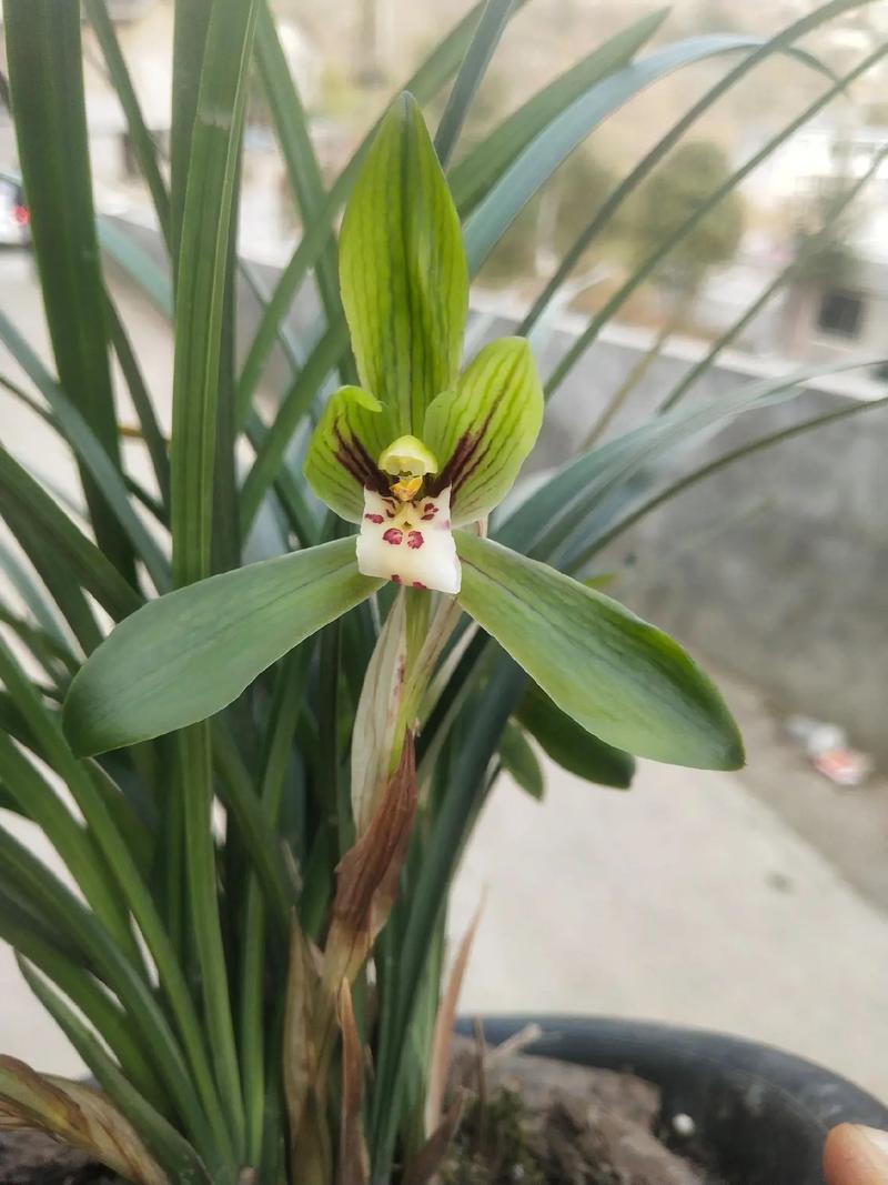 贵州兰花品种有哪些?-图1 贵州兰花品种有哪些?-图1