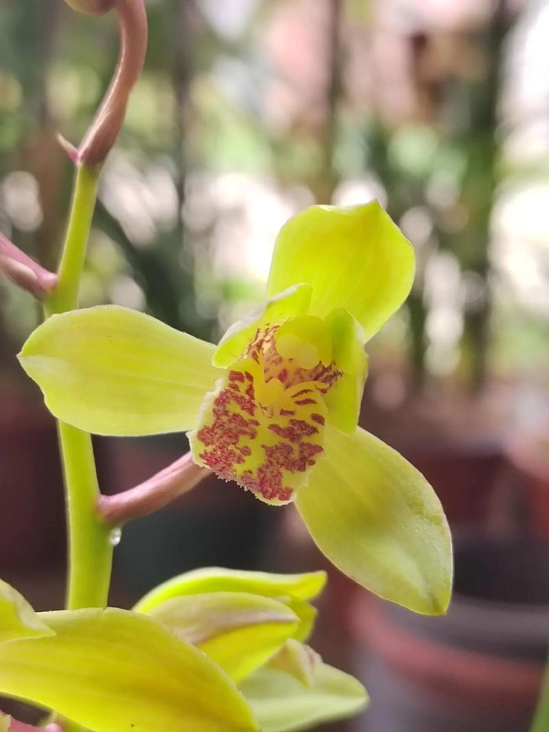 贵州兰花品种有哪些?-图3 贵州兰花品种有哪些?-图3