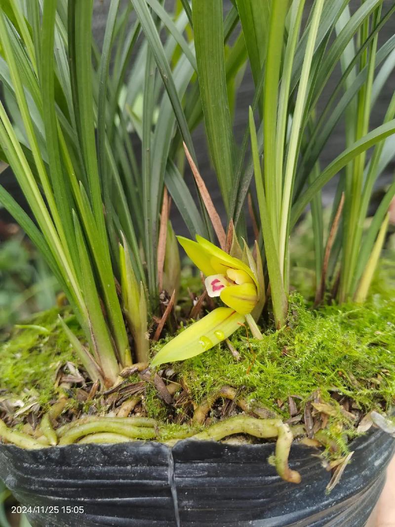 贵州兰花品种有哪些?-图2 贵州兰花品种有哪些?-图2