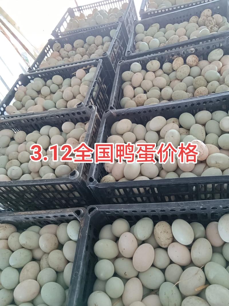 今日唐山鸭蛋价格多少钱一斤？-图1
