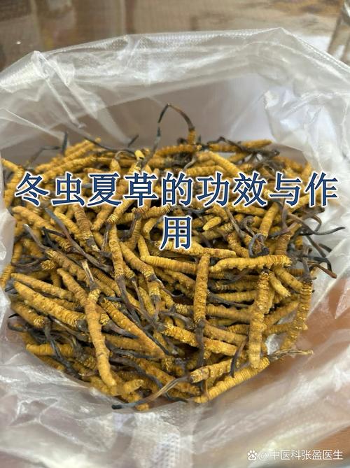 冬虫夏草种植新技术有何突破？-图2