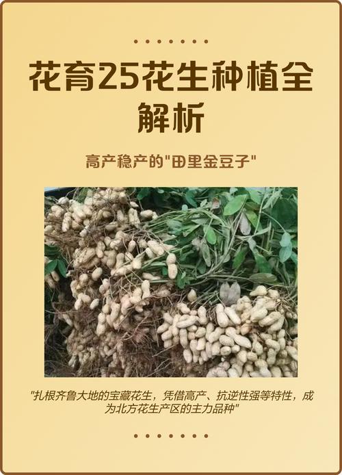 北方花生高产种植技术有哪些关键要点？-图1