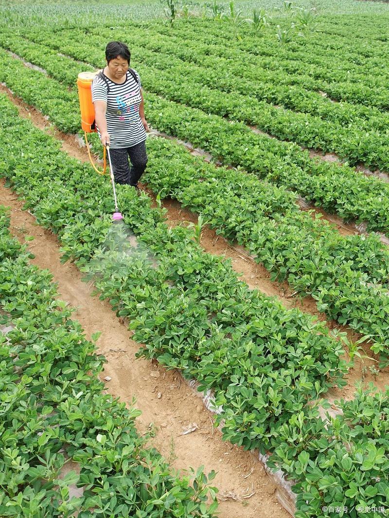 北方花生高产种植技术有哪些关键要点？-图3
