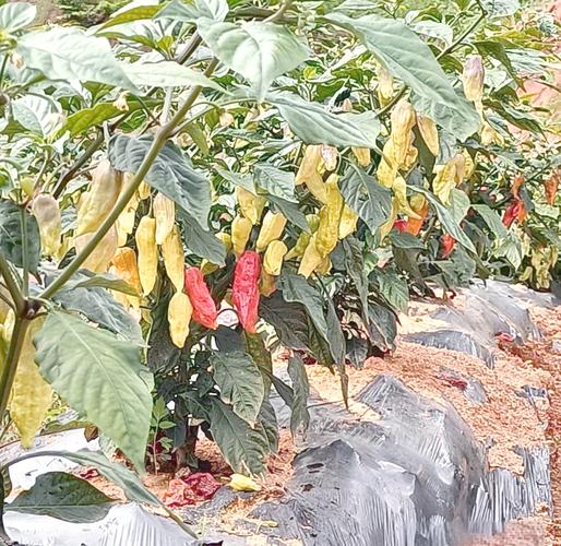工业辣椒种植技术视频有哪些关键要点?-图1 工业辣椒种植技术视频有哪些关键要点?-图1