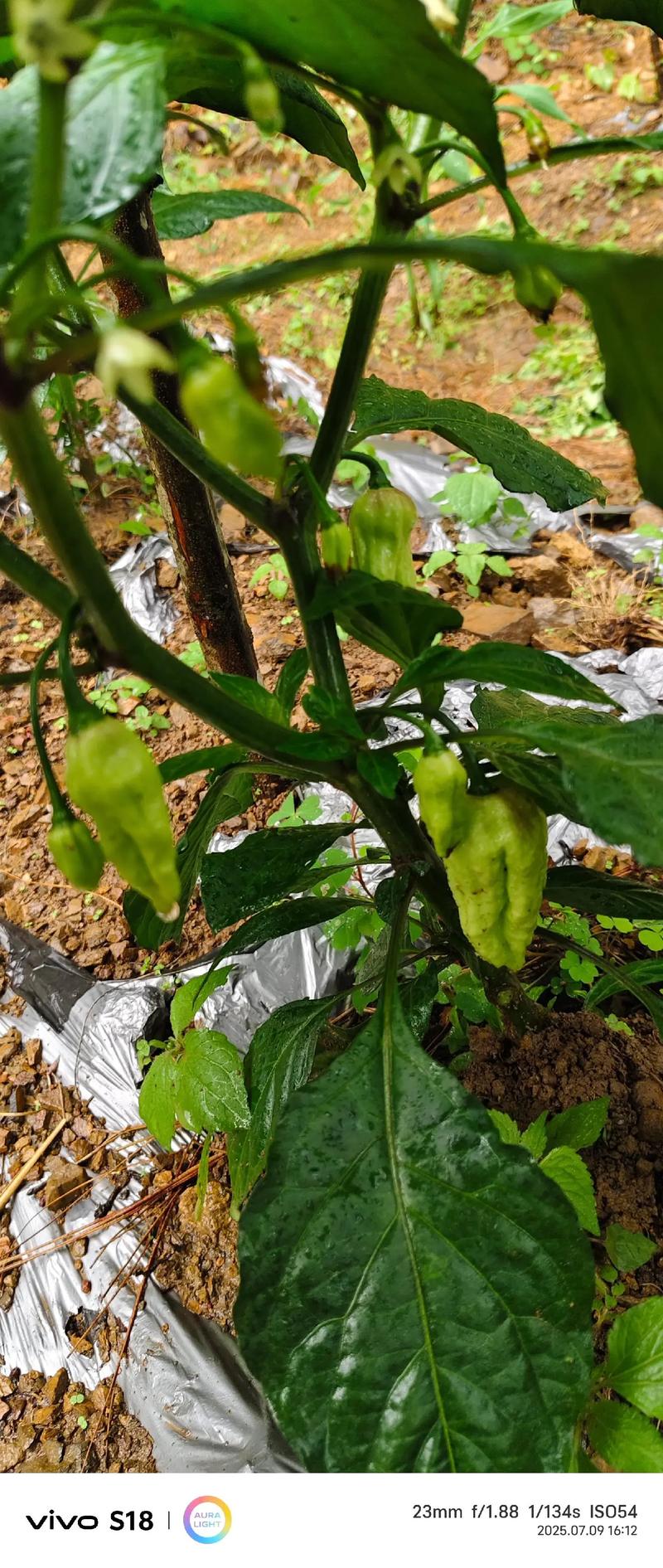 工业辣椒种植技术视频有哪些关键要点?-图3 工业辣椒种植技术视频有哪些关键要点?-图3