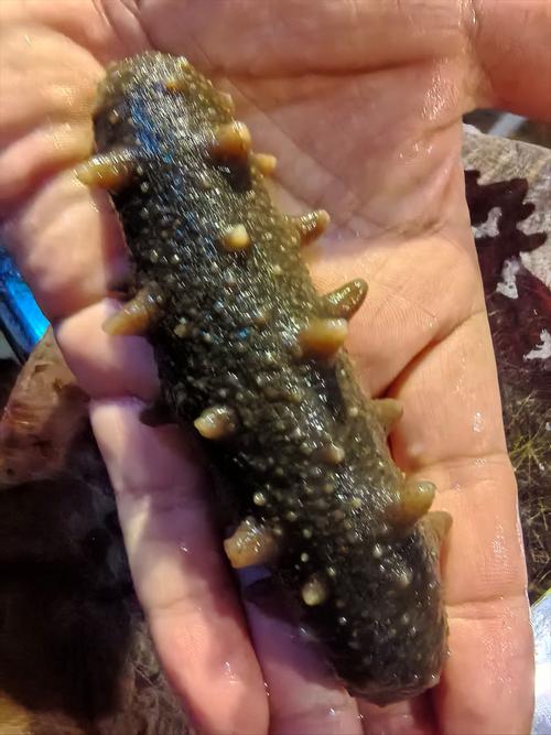 海鲜养殖什么品种最赚钱？-图1