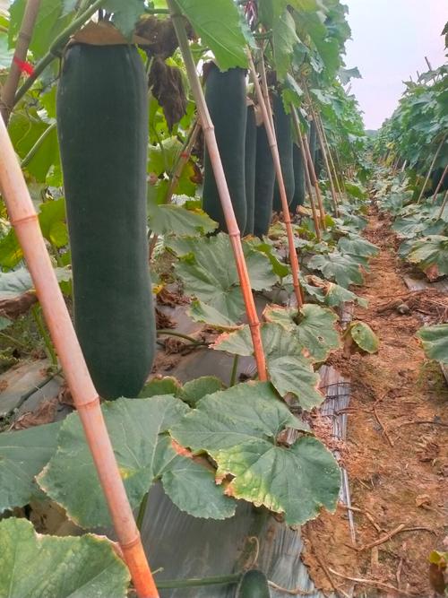 海南黑皮冬瓜种植技术有哪些要点？-图2