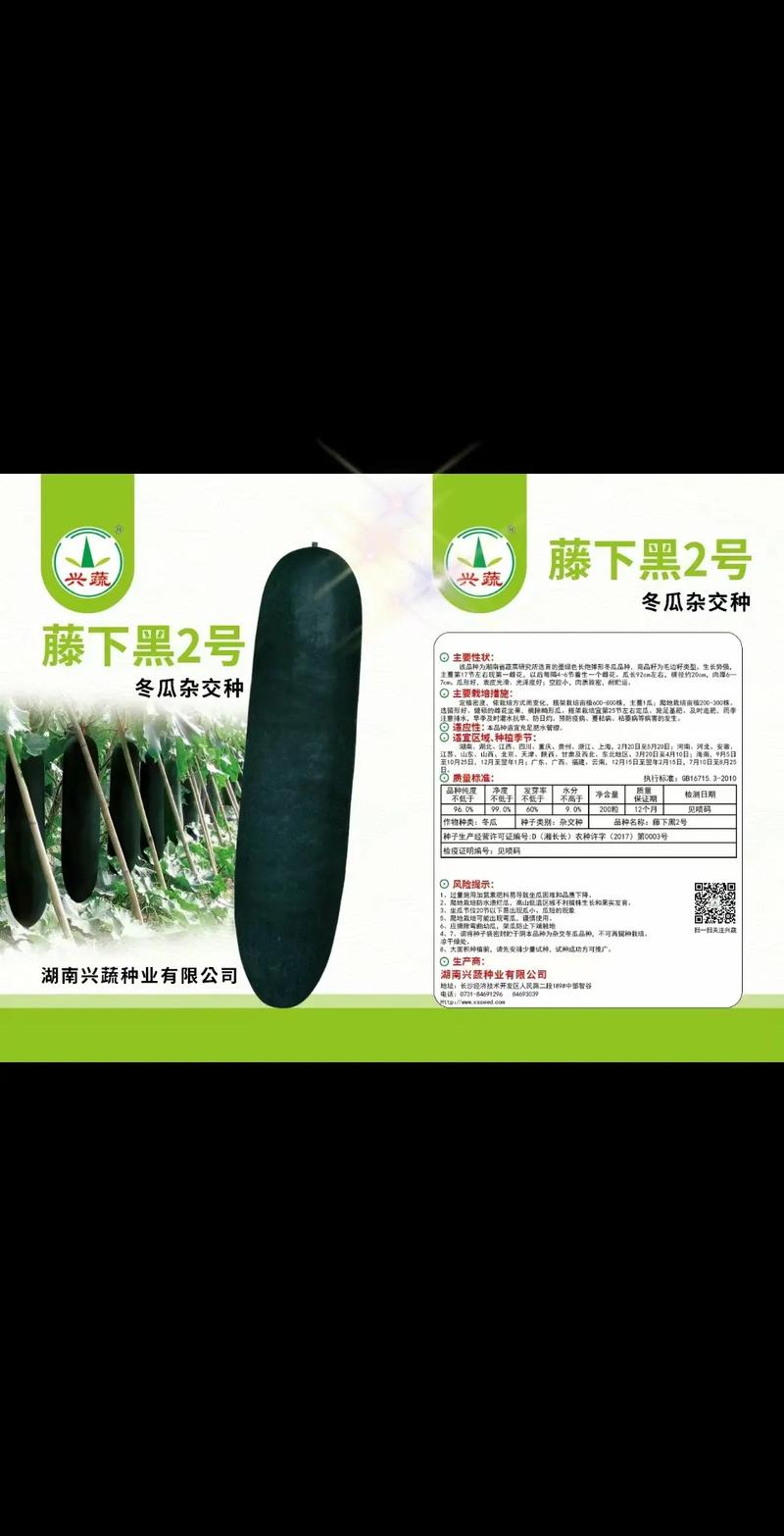 海南黑皮冬瓜种植技术有哪些要点？-图3