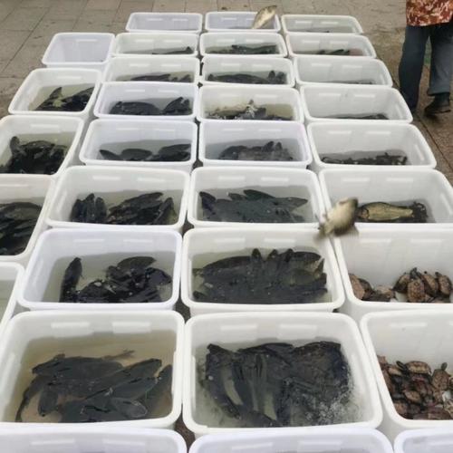 田螺泥鳅混养技术视频，关键点在哪？-图1