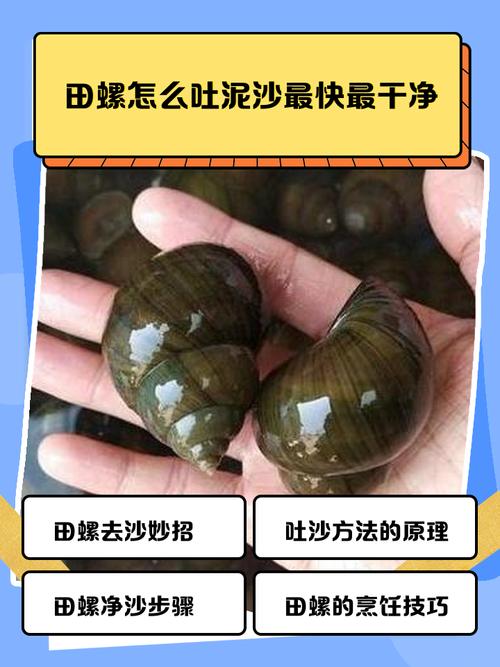 田螺泥鳅混养技术视频，关键点在哪？-图3
