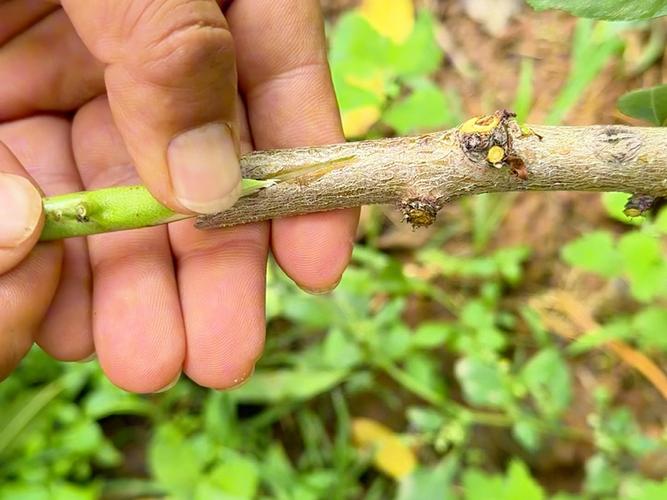 桃树夏季高位嫁接怎么操作？-图1