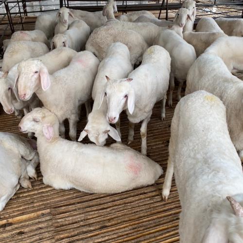 小尾寒羊人工授精技术要点有哪些？-图3