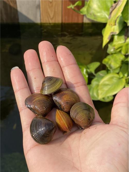 常见淡水养殖贝类有哪些品种?-图1 常见淡水养殖贝类有哪些品种?-图1