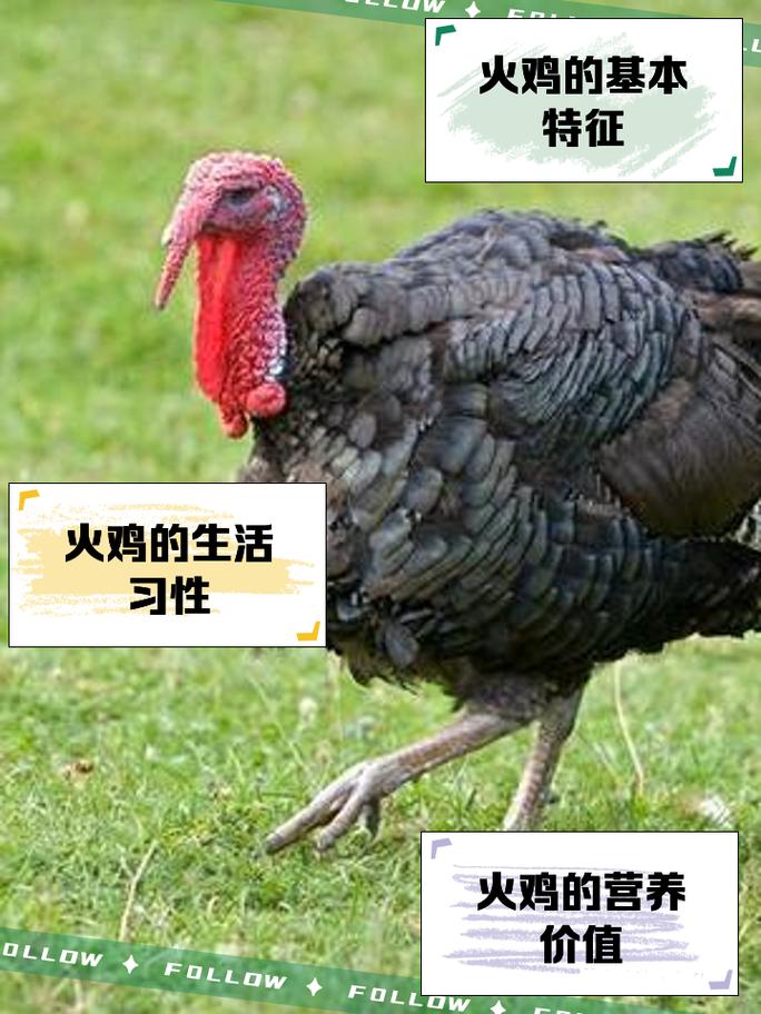 农家放养火鸡,什么品种最合适?-图1 农家放养火鸡,什么品种最合适?-图1