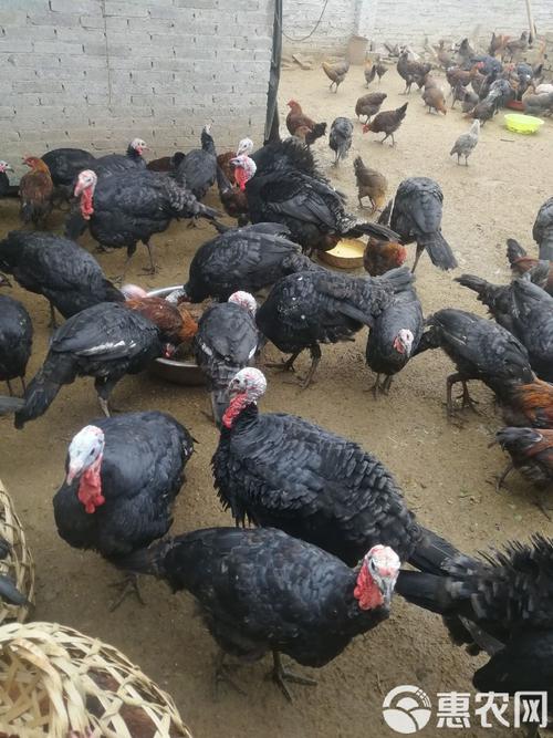 农家放养火鸡,什么品种最合适?-图2 农家放养火鸡,什么品种最合适?-图2