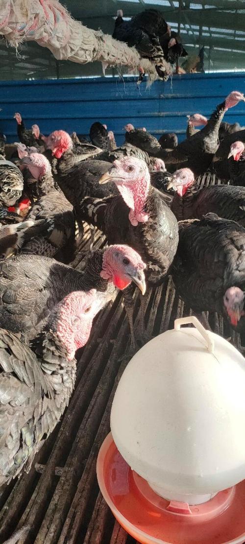 农家放养火鸡,什么品种最合适?-图3 农家放养火鸡,什么品种最合适?-图3