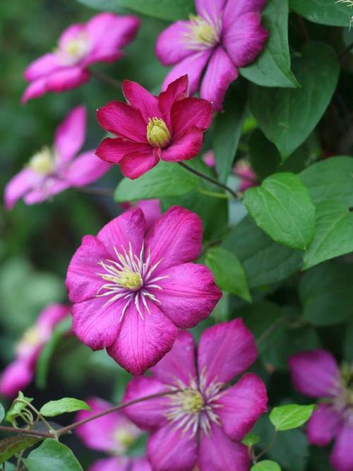 铁线莲品种繁多,该如何挑选?-图1 铁线莲品种繁多,该如何挑选?-图1