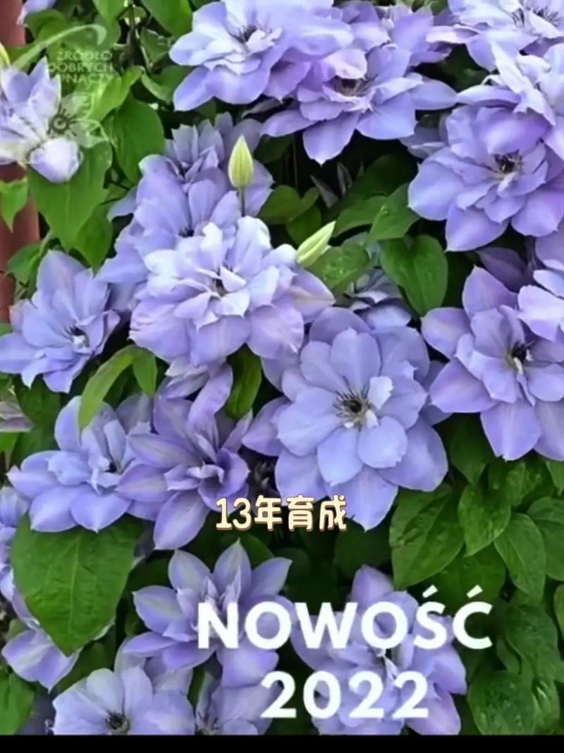 铁线莲品种繁多，该如何挑选？-图2