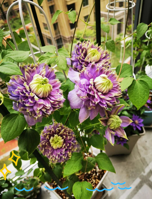 铁线莲品种繁多，该如何挑选？-图3