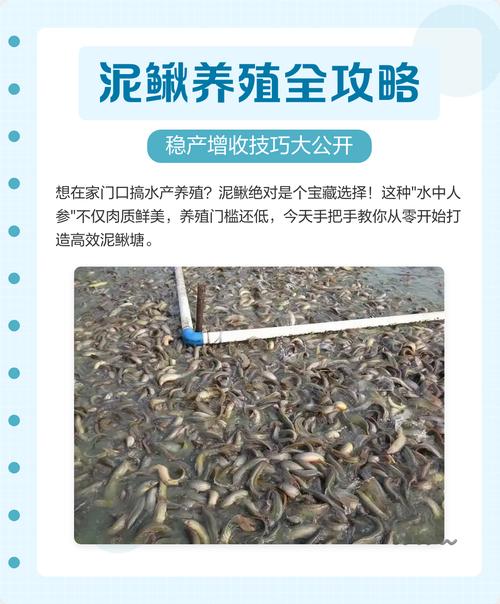 泥鳅养殖技术方法有哪些关键要点?-图1 泥鳅养殖技术方法有哪些关键要点?-图1