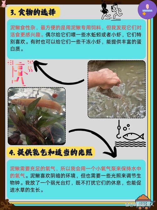 泥鳅养殖技术方法有哪些关键要点?-图2 泥鳅养殖技术方法有哪些关键要点?-图2