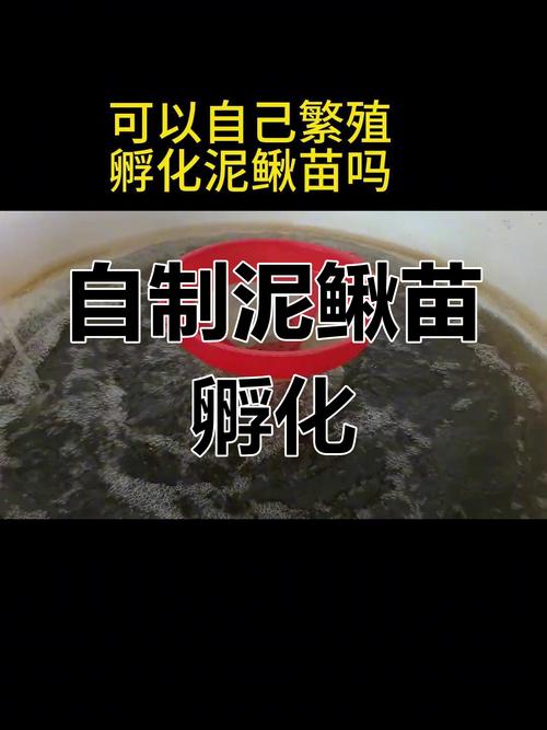 泥鳅养殖技术方法有哪些关键要点?-图3 泥鳅养殖技术方法有哪些关键要点?-图3