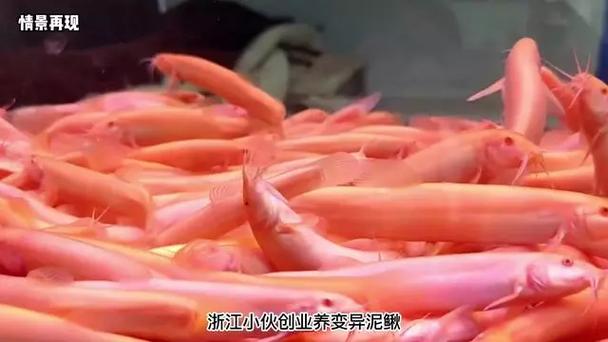 红色泥鳅哪里有养殖?-图1 红色泥鳅哪里有养殖?-图1