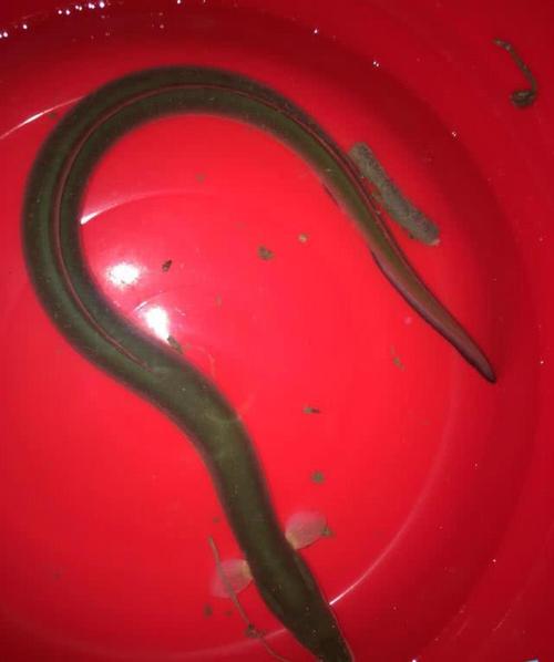 红色泥鳅哪里有养殖?-图2 红色泥鳅哪里有养殖?-图2