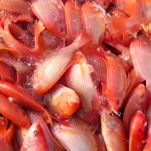 红色泥鳅哪里有养殖?-图3 红色泥鳅哪里有养殖?-图3