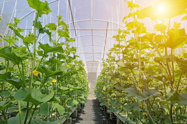 日本南瓜大棚种植技术有哪些关键要点？-图2