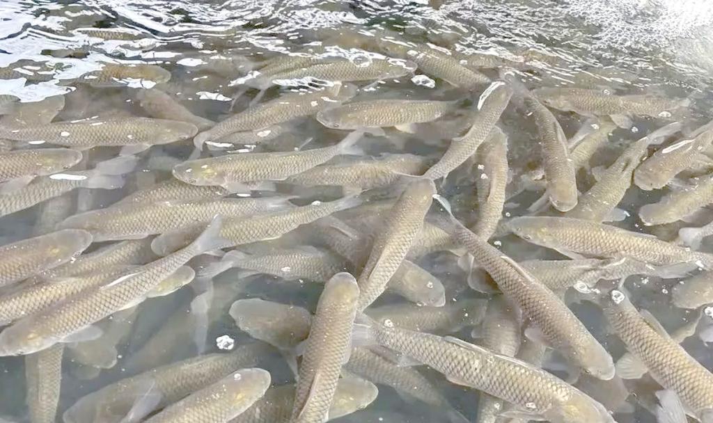 草鱼养殖技术视频有哪些关键要点？-图1