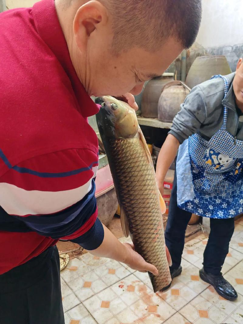 草鱼养殖技术视频有哪些关键要点？-图2