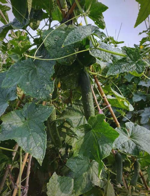 黄瓜冬季种植视频，关键技巧有哪些？-图1