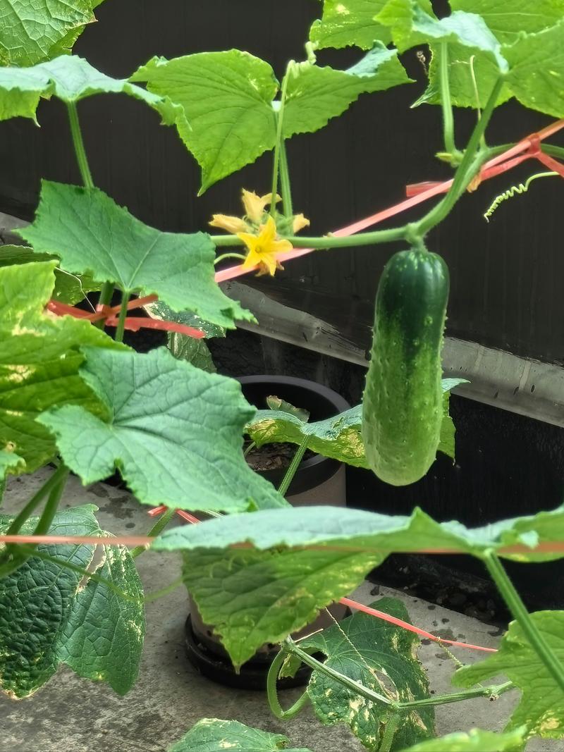 黄瓜冬季种植视频，关键技巧有哪些？-图2