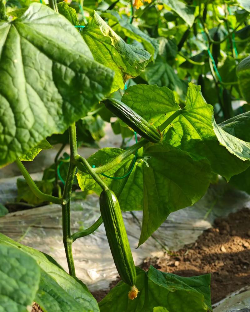 黄瓜冬季种植视频，关键技巧有哪些？-图3