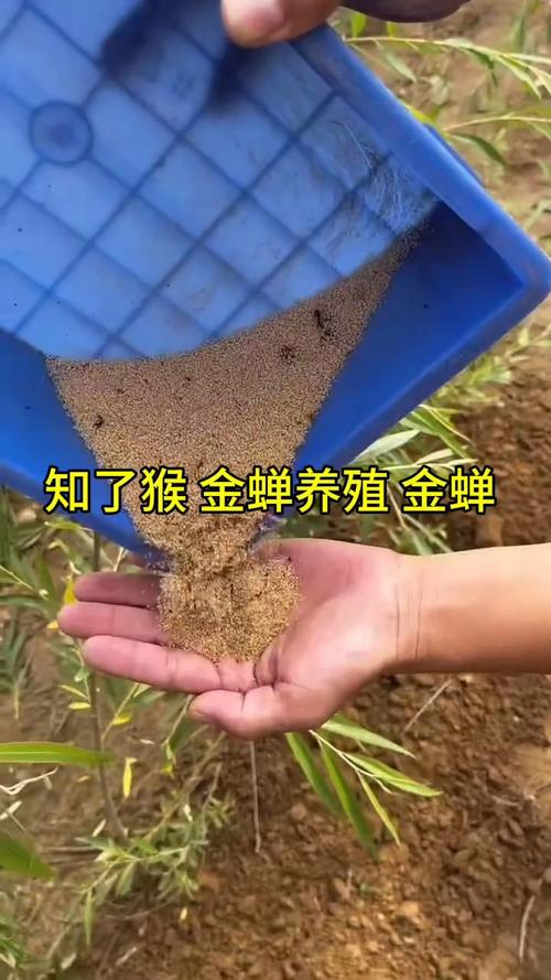 人工知了养殖技术视频怎么学？-图2