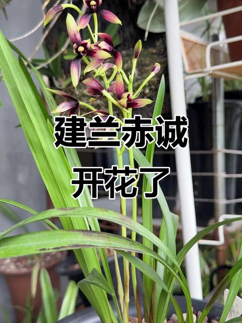 建兰哪个品种最勤花？-图2