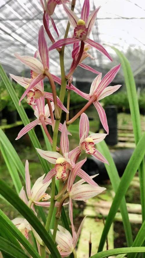 建兰哪个品种最勤花？-图3