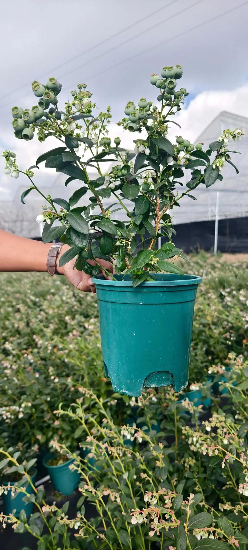 盆栽蓝莓哪个品种最好养又高产？-图1