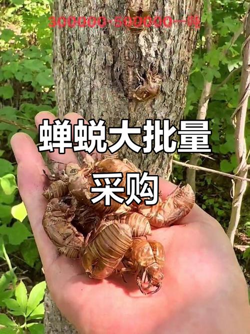 广西玉林蝉蜕现在啥价?最新行情咋样?-图1 广西玉林蝉蜕现在啥价?最新行情咋样?-图1