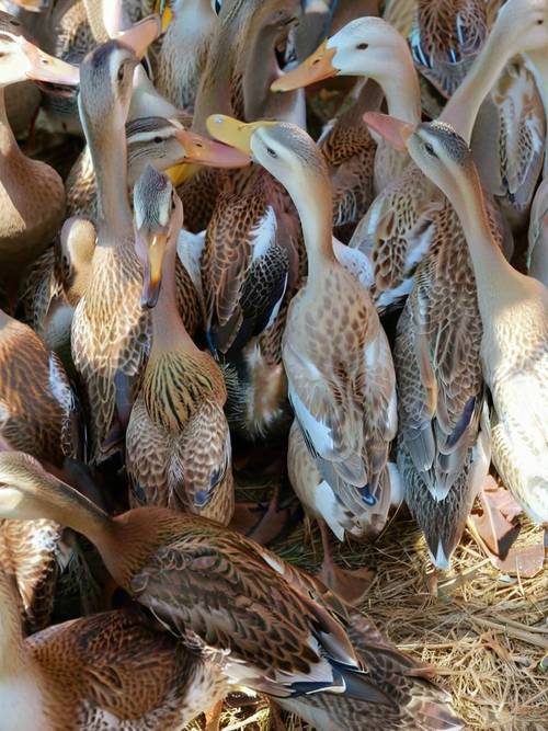 2025蛋鸭养殖技术有哪些新突破？-图2