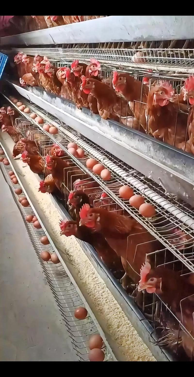 家禽养殖技术视频，新手能快速学会吗？-图1