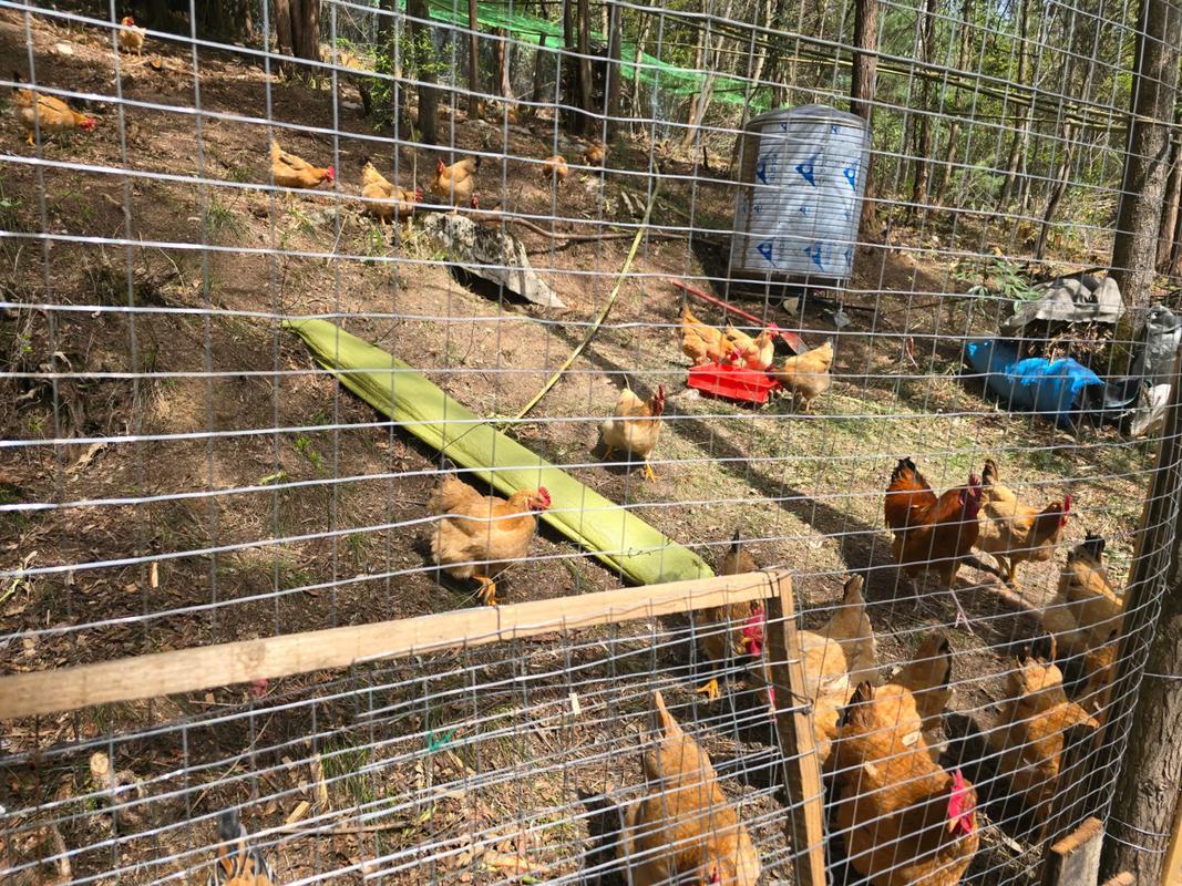 家禽养殖技术视频，新手能快速学会吗？-图3