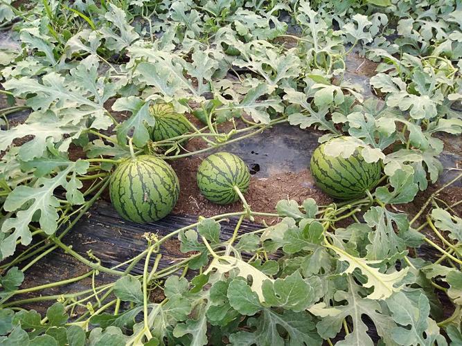 大棚小凤西瓜怎么种才能高产？-图1