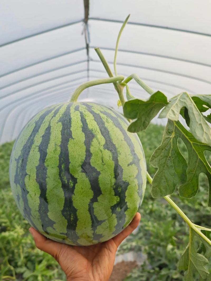 大棚小凤西瓜怎么种才能高产？-图2