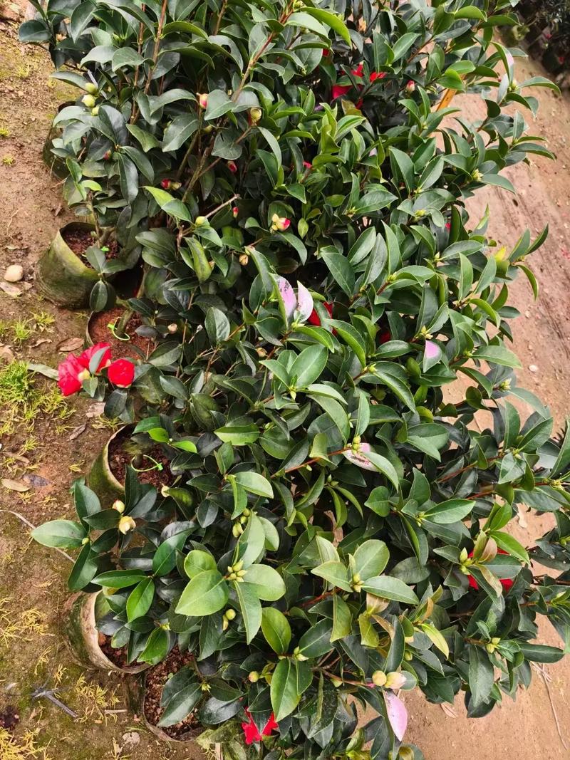 北方适合种哪些茶花品种？-图1